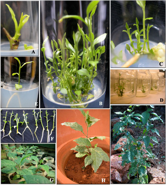 Image for - An Improved Micropropagation Protocol for Bael-A Vulnerable Medicinal Tree