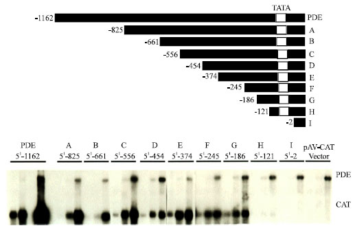 Image for - Transcriptional Regulatory Elements of the Phosphodiesterase-1 Gene of Dictyostelium discoideum