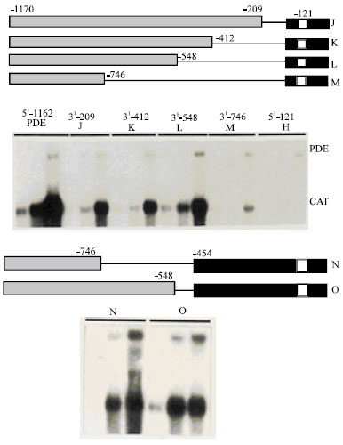 Image for - Transcriptional Regulatory Elements of the Phosphodiesterase-1 Gene of Dictyostelium discoideum