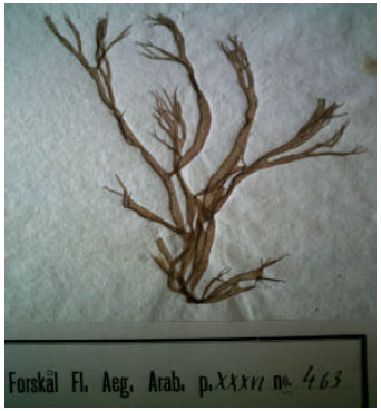 Image for - Algae of Turkey from the Herbarium Forsskalii