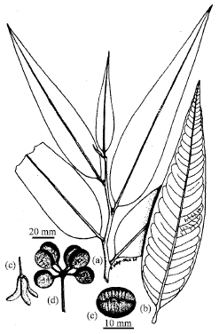 Image for - Biosystematic Studies in Annonaceae II. Vegetative and Floral Morphological Studies of Some Genera of Annonaceae in Nigeria