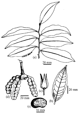 Image for - Biosystematic Studies in Annonaceae II. Vegetative and Floral Morphological Studies of Some Genera of Annonaceae in Nigeria