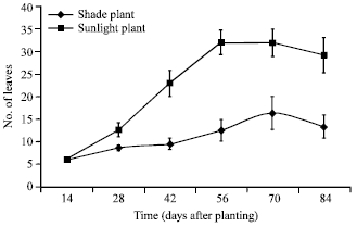 Image for - The Growth of Launaea taraxacifolia (Asteraceae) and its Response to Shading