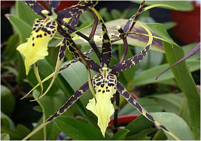 Image for - Cryopreservation of Brassia rex Orchid Shoots Using PVS2 Technique