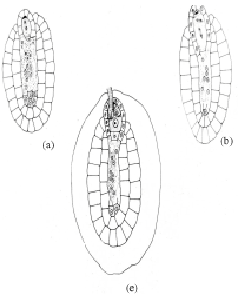 Image for - Female Gametophyte in Two Kenyan Species of Inversodicraea  (Podostemaceae)