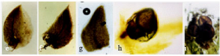 Image for - An Illustrated Description of Selaginella imbricata and Selaginella yemensis from Saudi Arabia