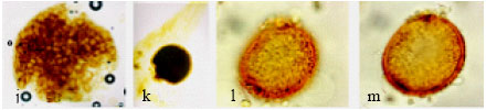 Image for - An Illustrated Description of Selaginella imbricata and Selaginella yemensis from Saudi Arabia