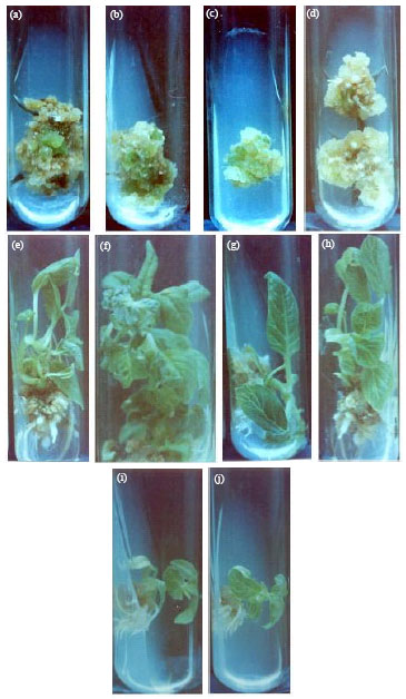 Image for - Variation in Callus Induction and Root-Shoot Bud Formation Depend on Seed Coat of Sesame Genotypes
