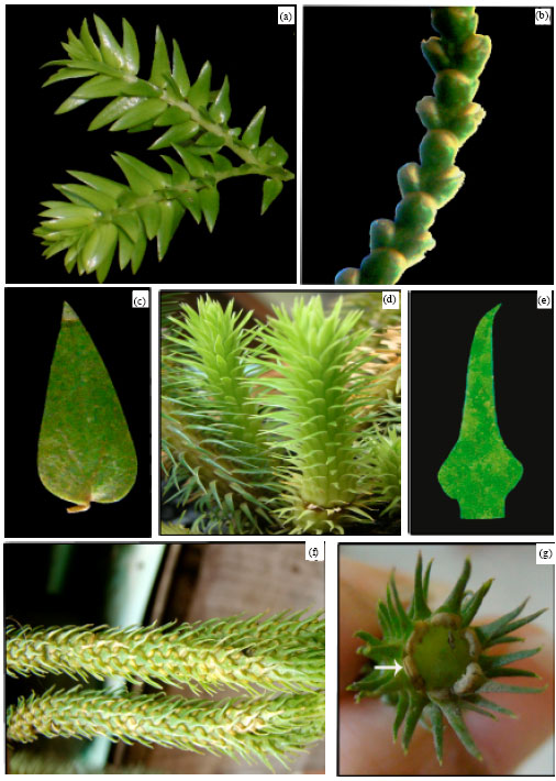 Image for - Additional Notes on Spore Morphology of Two Huperzia (Lycopodiaceae) Species and Systematic Significance