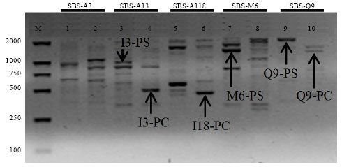 Image for - Genetic Characterization and Authentication of Penthorum Species Using RAPD and SCAR Markers