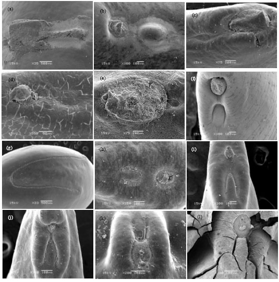 Image for - Macro-and Micromorphological Seed Characteristics of some Selected Species of Caesalpinioideae-Leguminosae