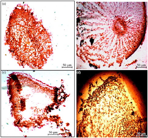 Image for - Study of Different Stages of Somatic Embryogenesis in a Medicinal Plant, Madar (Calotropis procera)
