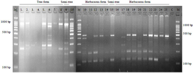 Image for - Determination of Difference between Herbaceous and Tree Peony Hybrids with SRAP Markers