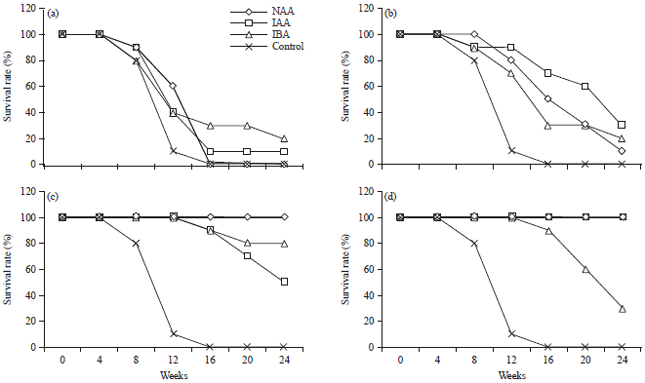 Image for - Effects of Different Types and Concentrations of Auxins on Juvenile Stem Cuttings for Propagation of Potential Medicinal Dillenia suffruticosa (Griff. Ex Hook. F. and Thomson) Martelli Shrub