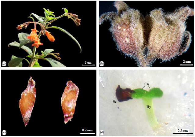 Image for - Germination Capacity and Seedling Survival of Moussonia deppeana (Gesneriaceae) from the Montane Cloud Forests