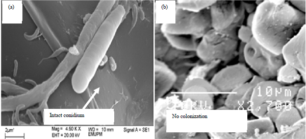 Image for - Varietal Screening and Infection Process of Fusarium proliferatum in Rice Varieties
