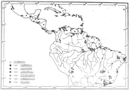 Image for - State-of-knowledge on Hymenaea courbaril L. var. Stilbocarpa (Hayne) Lee and Lang. (Leguminosae: Caesalpinioideae) for Genetic Conservation in Brazil