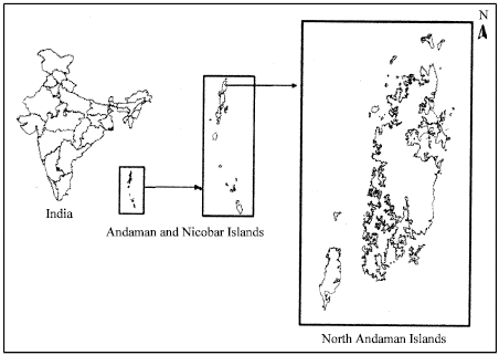 Image for - Phytodiversity Assessment of Tropical Rainforest of North Andaman Islands, India