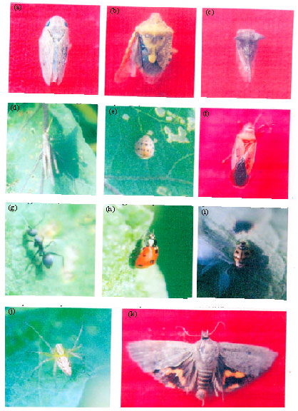 Image for - Biodiversity of Insect Pests associated with Teak (Tectona grandis L.f.) in Eastern Uttar Pradesh of India
