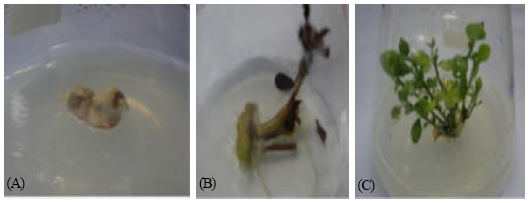 Image for - In vitro Plant Regeneration from Leaf Primordia of Gum-bearing Tree Aegle marmelos