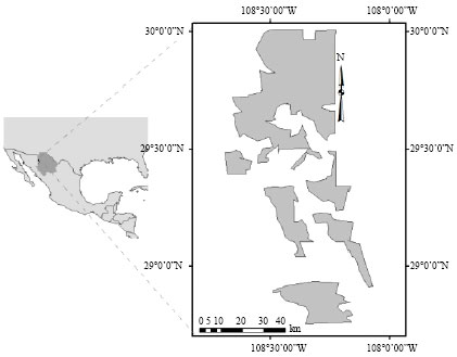Image for - Estimates of the Bark Thickness in Bole Profiles of Oak in Northern Mexico
