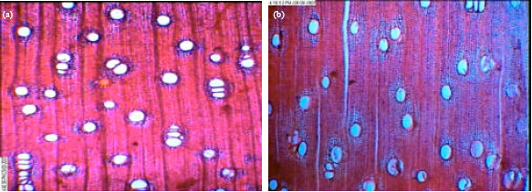 Image for - Anatomical Properties of Leucaena leucocephala Wood: Effects on Oriented 
  Strand Board