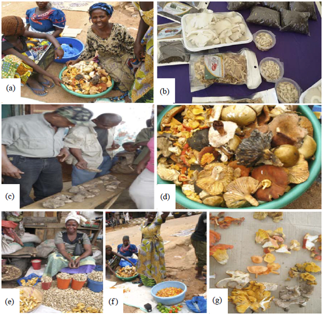 Image for - Edible and Medicinal Mushrooms Sold at Traditional Markets in Tanzania