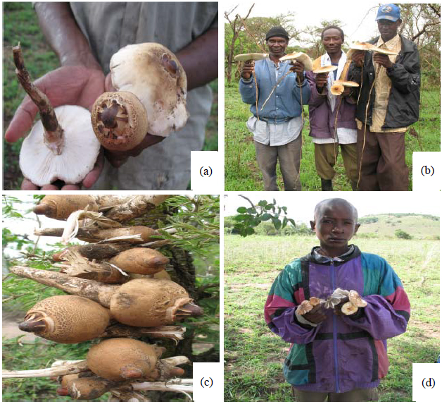 Image for - Edible and Medicinal Mushrooms Sold at Traditional Markets in Tanzania