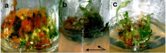 Image for - Regeneration of Plantlets from Embryo Explants of Bunium Persicum (Boiss.) B. Fedtsch
