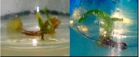 Image for - Effect of Plant Growth Regulators on Callus Induction and Regeneration of Bunium persicum (Boiss.) B. Fedtsch