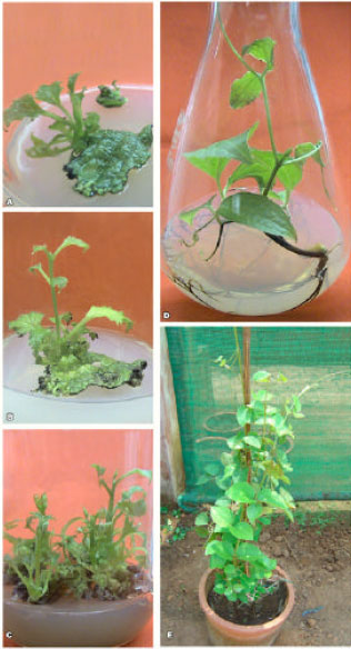 Image for - Micropropagation, Isolation and Characterization of Berberine from Leaves of Naravelia zeylanica (L.) DC.
