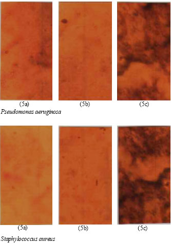 Image for - Cellular Effects of Garlic (Allium sativum) Extract on Pseudomonas aeruginosa and Staphylococcus aureus