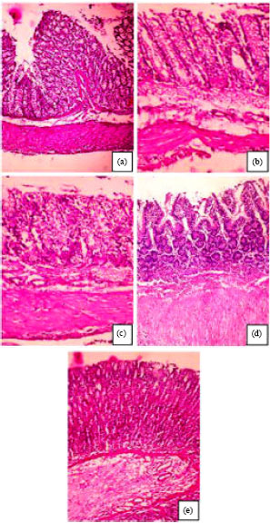 Image for - Effect of Emblica officinalis Methanolic Fruit Extract on Indomethacin Induced Enterocolitis in Rats