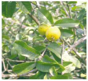Image for - Phytochemical and Biopharmaceutical Aspects of Psidium guajava (L.) Essential Oil: A Review