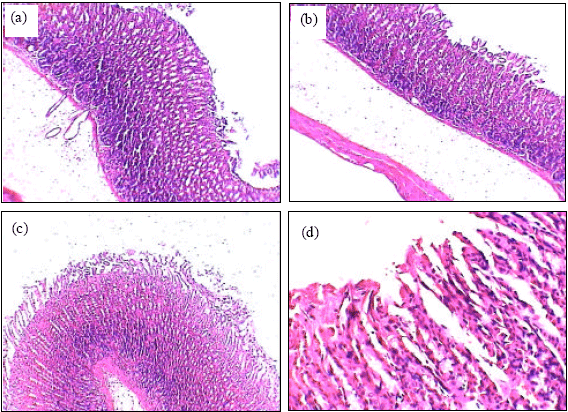 Image for - Protective Effect of Avicennia alba Leaves Extract on Gastric Mucosal Damage Induced by Ethanol
