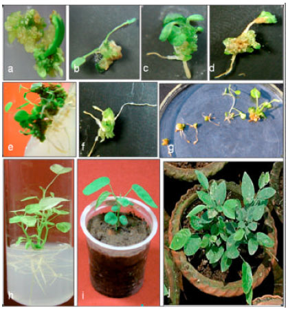 Image for - Induction, Development and Germination of Somatic Embryos from In vitro Grown Seedling Explants in Desmodium gangeticum L.: A Medicinal Plant