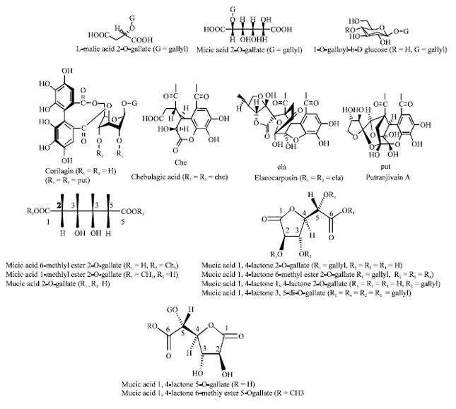 Image for - Emblica officinalis Geart.: A Comprehensive Review on Phytochemistry, Pharmacology and Ethnomedicinal Uses