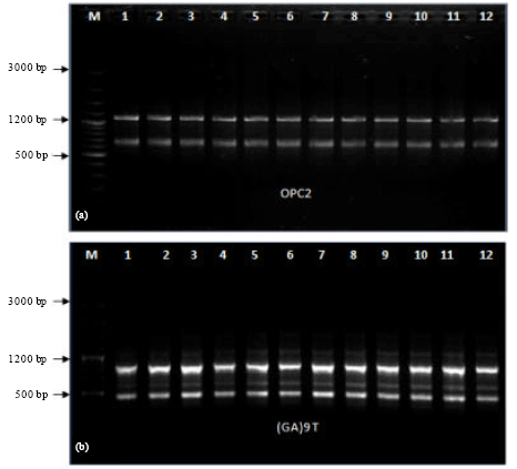 Image for - Genetic Stability Assessment of Micropropagated Mango Ginger (Curcuma amada Roxb.) Through RAPD and ISSR Markers