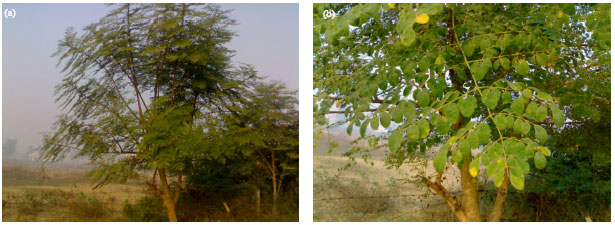 Image for - Nutritional Potentials of Moringa olifera Leaves in Uttar Pradesh,  India