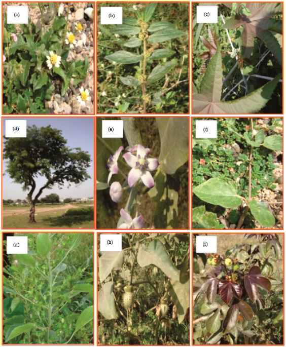 Image for - A Note on the Ethno-Medicinal Properties of Some Plants Used by the Tribal and Rural Community in Ghatol Area of District Banswara of South Rajasthan, India