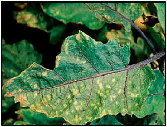 Image for - Bioefficacy of Leaf Extract of Neem (Azadirachta indica A. Juss)  on Growth Parameters, Wilt and Leafspot Diseases of Brinjal