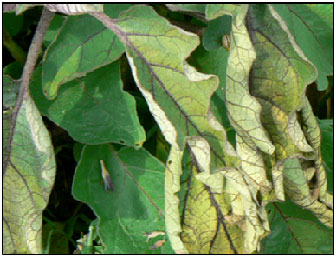 Image for - Bioefficacy of Leaf Extract of Neem (Azadirachta indica A. Juss)  on Growth Parameters, Wilt and Leafspot Diseases of Brinjal