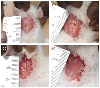 Image for - Promotion of Wound Healing by Leaf Extracts of Sesbania aegyptiaca in Albino Rats