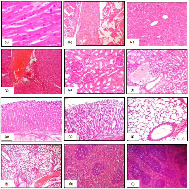 Image for - Acute Toxicity and Histopathological Effects of Crude Aqueous Extract of Jatropha curcas Leaves in Mice