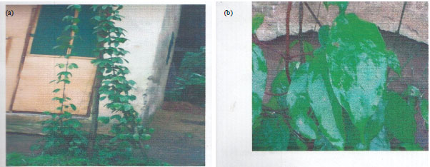 Image for - Phytochemical Screening, Antifungal and Antibacterial Activity of Aqueous and Ethanolic Leaf and Stem Extracts of Gnetum africanum Welw