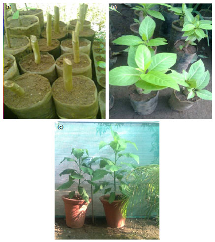 Image for - Documentation of Physiochemical Parameters of the Folkloric Medicinal Plant Pisonia grandis R.Br. Reared under Greenhouse and Local Environment Conditions