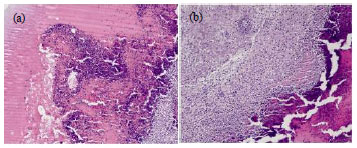 Image for - Promotion of Wound Healing by Leaf Extracts of Sesbania aegyptiaca in Albino Rats