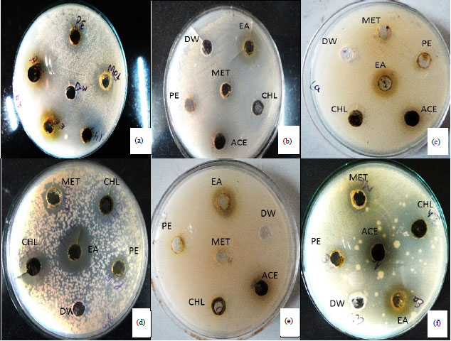 Image for - Antimicrobial Activity of Medicinal Plant: Parthenium hysterophorus L.