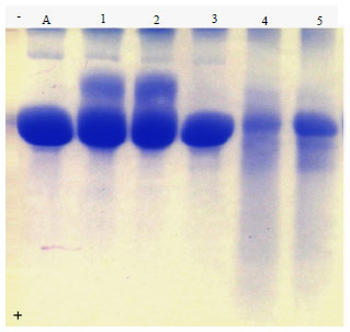 Image for - Pro-oxidant Activity and Genotoxicity of the Astronium fraxinifolium Using Wing SMART and Allium cepa Test