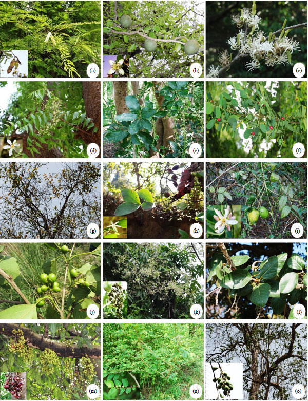 Image for - Ethnomedicinal Uses of Tree Species by Tharu Tribes in the Himalayan Terai Region of India